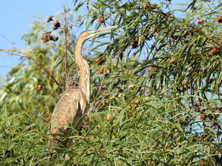 Brown heron