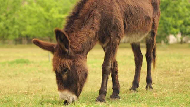 Medium slow motion shot of a brown domesticated donkey grazing.