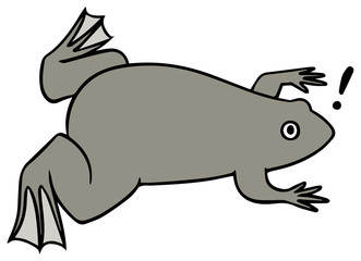 アフリカツメガエルのイラスト_！マーク