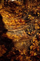 Stairs in the old forest in autumn