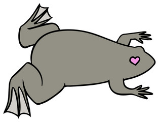 アフリカツメガエルのイラスト_ハートマーク