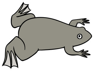 アフリカツメガエルのイラスト