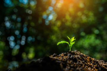 Seedling are growing in the soil with sunlight.