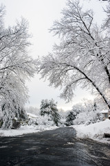 Trees covered in snow after winter storm