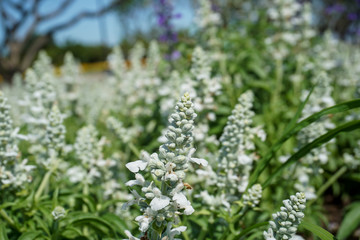 ิBlue salvia flowers in the garden