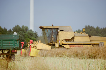 Combine harvesting the rape field