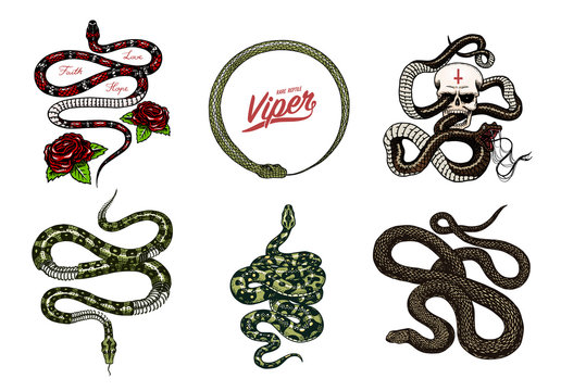 Set of snakes reptiles. Serpent cobra and python and Poisonous Viper. Engraved hand drawn old sketch for Tattoo. Vintage anaconda for sticker or logo or t-shirts.