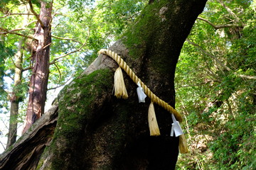 千葉県笠森観音のご神木としめ縄