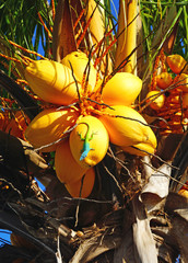 Lagartija verde sobre coco de una palmera, Republica de Cuba
