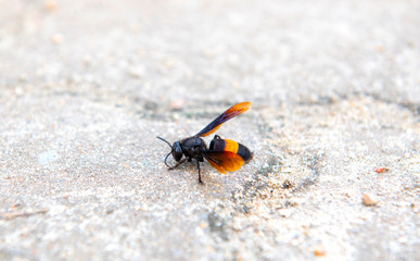 wasp, is a insect dangerous venom was injured walking on the floor 