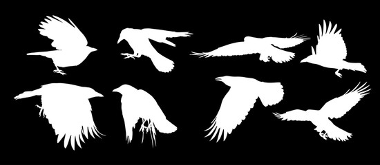 set of eight flying crow silhouettes on black