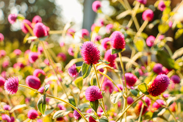 Fototapeta premium field of pink flowers