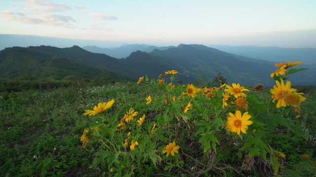 B Roll Shot. Yellow flowers at the top of the mountain during sunrise time