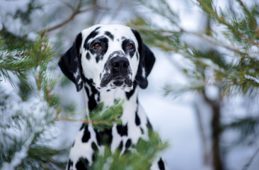 Dog breed Dalmatian winter in the snow portrait close-up on the background of snow-covered Christmas trees