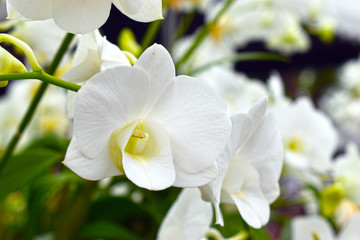 white orchids with nature blurred background