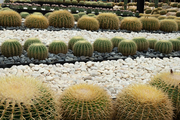 Fototapeta premium Round cactus garden.