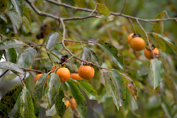 Ripe persimmon fruit, on the branch