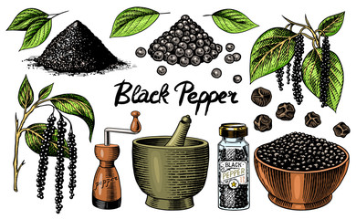 Black pepper set in Vintage style. Mortar and pestle, Allspice or peppercorn, Mill and dried seeds, a bunch of spices. Herbal seasoning for cooking. Engraved hand drawn vector sketch for background