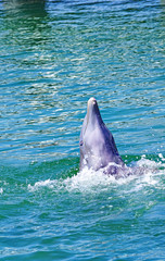 Delfinario y delfines en un espectáculo de Cayo Santa María, República de Cuba