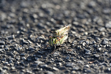 Pair grasshopper on asphalt ground, Piggyback ride