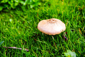 white cone mushrooms  in the morning green lawn look beautiful looking through a crystal glass ball , suitable to use as a background, idea copy space