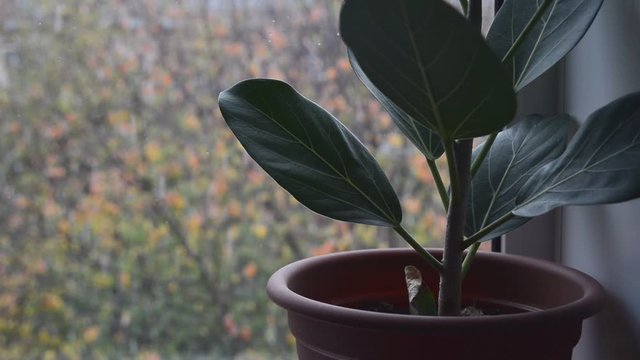 green ficus plant in brown pot on windowsill with blurry falling first fluffy snow and colorful leaves outside home window, close up full HD stock video footage background in real-time