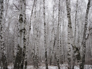 forest landscape in early winter, birch covered with frost