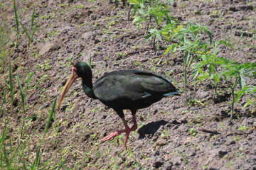 stork in grass