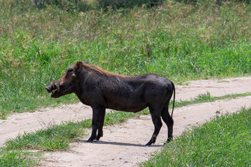 Warthog (Phacochoerus africanus) Tanzania