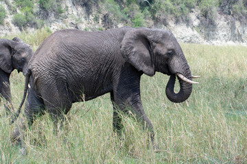 Fototapeta premium African elephant in the wild in the savannah in africa.