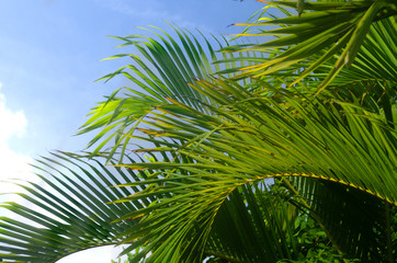 Obraz na płótnie Canvas palm, tree, sky, tropical, leaf, nature, blue, green, palm tree, beach, coconut, summer, plant, leaves, travel, trees, sun, exotic, branch, island, sea, paradise, clouds, frond, holiday