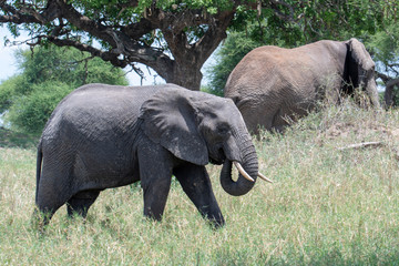 African elephant in the wild in the savannah in africa.