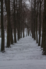 Snowfall in a park in Tallinn in winter. Estonia