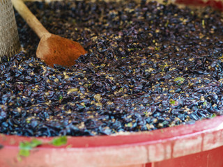Stages of champagne production. Grape press.