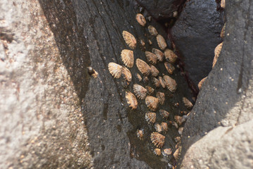 seashells stuck to a rock