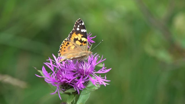 Beautiful Butterfly collects nectar on a purple meadow flower. Butterfly Painted Lady or Cosmopolitan (Vanessa cardui). Wild meadow Flower Brown Knapweed (Centaurea jacea)