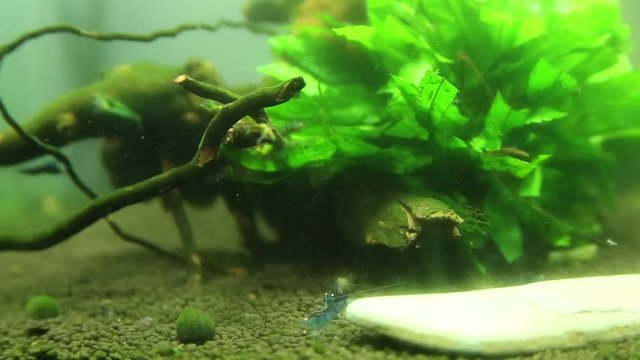 Aquarium
