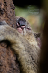 Image of a koala bear sleep on tree. Wild Animals.