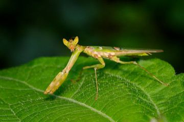 Image of flower mantis(Creobroter gemmatus) on green leaves. Insect, Animal.