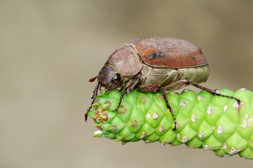 Image of cockchafer (Melolontha melolontha) on a branch on a natural background. Insect. Animals.