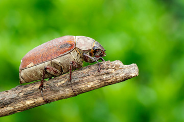 Image of cockchafer (Melolontha melolontha) on a branch on a natural background. Insect. Animals.