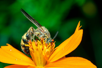 Image of Beewolf or Beewolves or Beewolves(Philanthus) on yellow flower on a natural background. Are bee-hunters or bee-killer wasps., Insect. Animal.