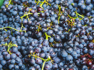 Close-up of dark grapes. Selective focus. Harvest. Stages of production of wine or champagne.