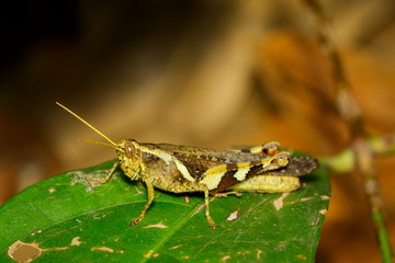 Image of white-banded grasshopper(Stenocatantops splendens) on green leaf. Insect. Animal.