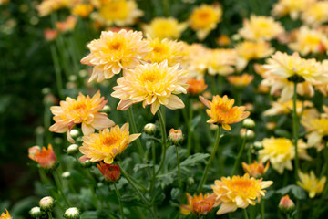 Fototapeta premium Beautiful yellow chrysanthemum blossoms in the garden