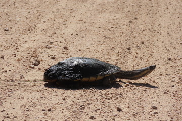 turtle on sand