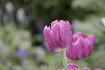 Fototapeta na wymiar Close up purple tulips flower in the garden with blur background