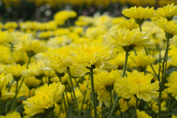 Beautiful yellow chrysanthemum blossoms in the garden