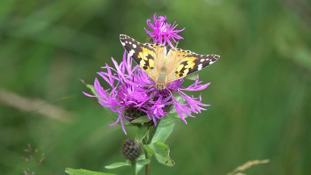 Beautiful Butterfly and Bumblebee collect nectar on a purple meadow flower. Butterfly Painted Lady or Cosmopolitan (Vanessa cardui). Wild meadow Flower Brown Knapweed (Centaurea jacea)