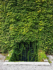 Brick wall covered with ivy in front of an entrance of a basement